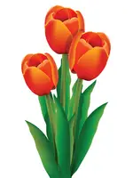 tulip