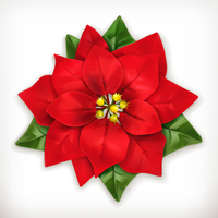 poinsettia