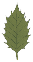 leaf