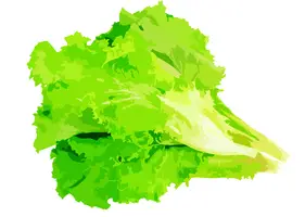 lettuce