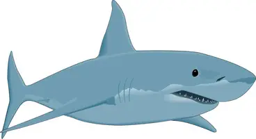 shark