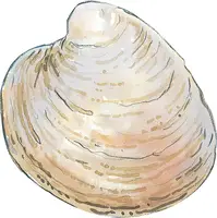 clam