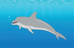 dolphin