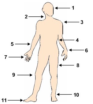 Resultat d'imatges de vocabulario partes del cuerpo